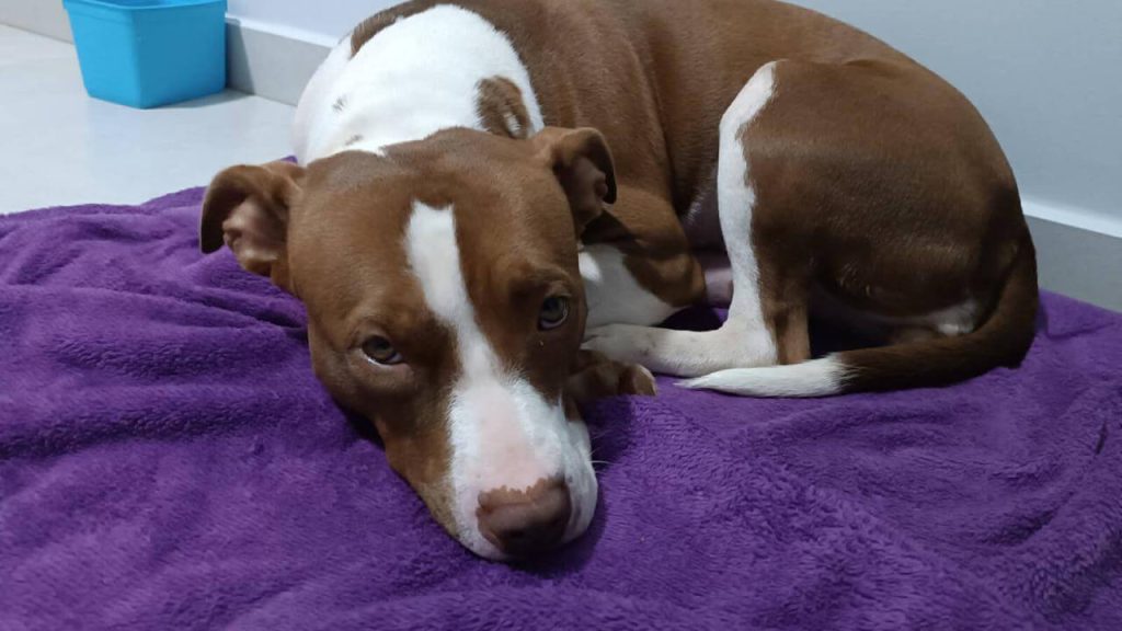 Cachorra é encontrada no bairro Tropical II