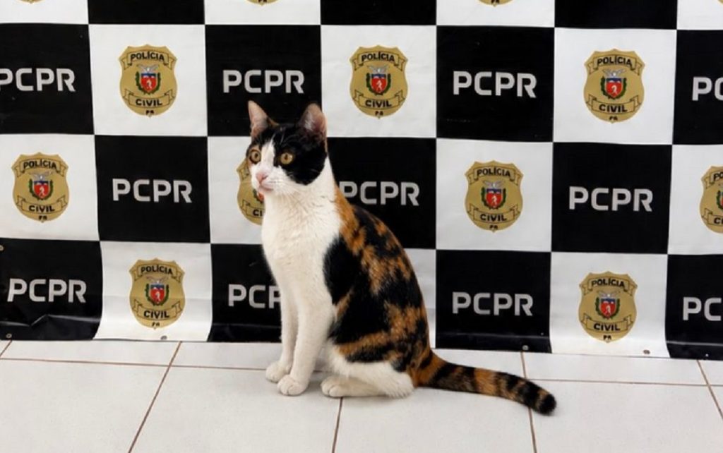 Gata furtada é recuperada pela polícia e faz pose na identificação