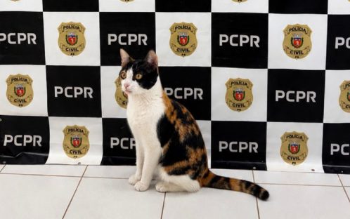 Gata furtada é recuperada pela polícia e faz pose na identificação