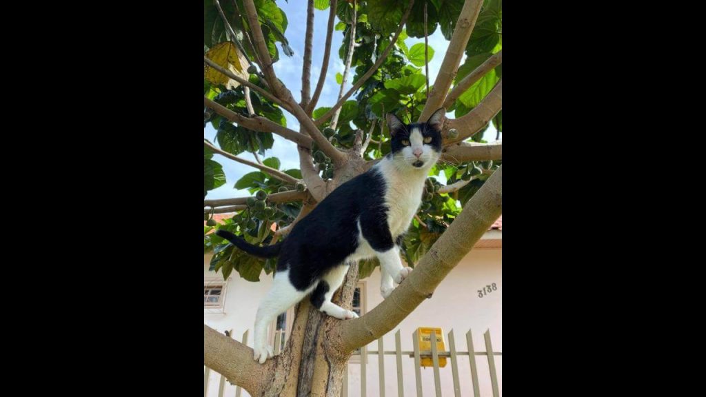 Gato Martim desapareceu no bairro Recanto Tropical