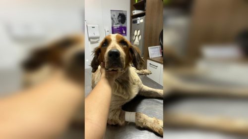 Hemocentrovet Cascavel precisa de doadores de sangue para salvar pets: Joana luta pela vida