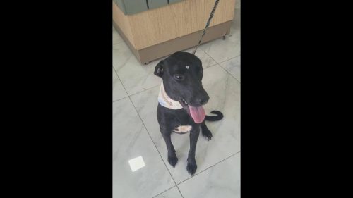 Cachorra é encontrada no bairro Parque São Paulo