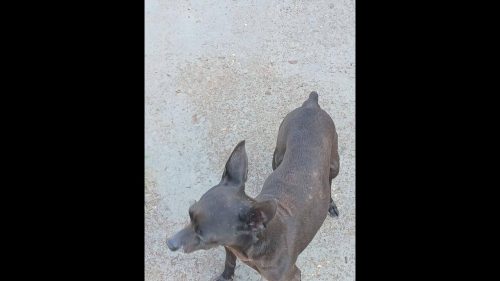 Cachorro é encontrado no bairro Gramado