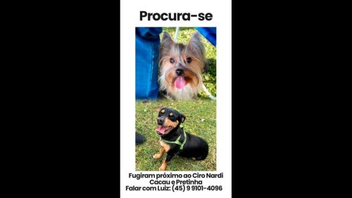 Cachorras Cacau e Pretinha desapareceram no bairro Ciro Nardi