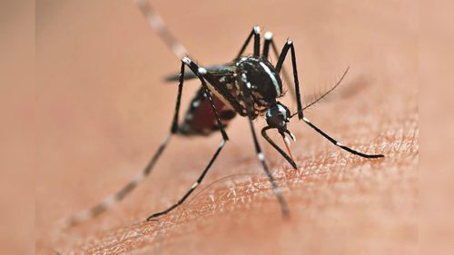 Dengue no Paraná: casos e mortes caem em 2026, mas Sesa alerta para risco com diferentes sorotipos
