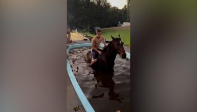 Imagem referente a Inusitado: Cavalo é resgatado após cair em piscina em área rural de Cascavel