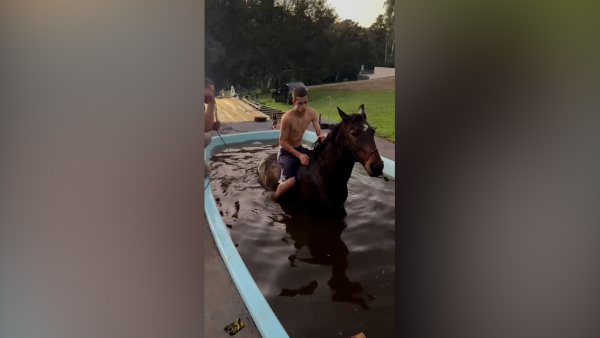 Inusitado: Cavalo é resgatado após cair em piscina em área rural de Cascavel