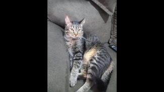 Imagem referente a Gato FUMAÇA desapareceu no bairro Presidente