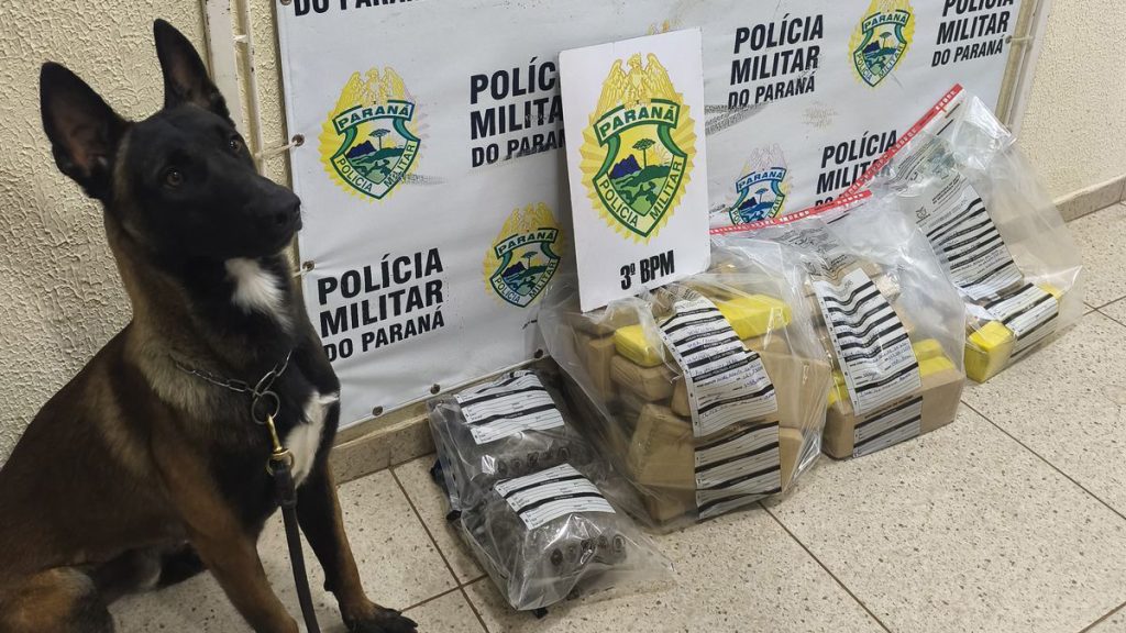 Ação da ROCAM com cão farejador resulta em grande apreensão de drogas em Pato Branco