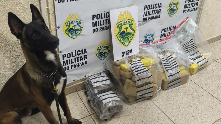 Ação da ROCAM com cão farejador resulta em grande apreensão de drogas em Pato Branco