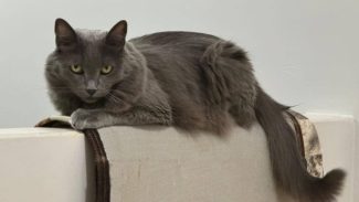 Imagem referente a Gata MEL desapareceu no bairro Fag