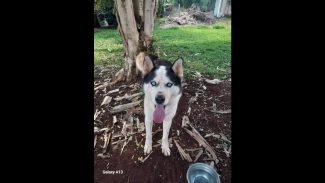 Imagem referente a Cachorro é encontrado no bairro Esmeralda