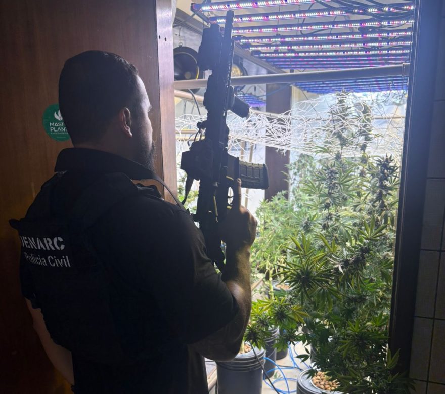 PCPR localiza laboratório de cultivo de maconha e apreende R$ 1,6 milhão em drogas em Curitiba