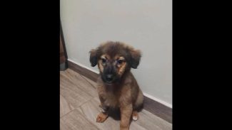 Imagem referente a Cachorro Biscoito desapareceu no bairro Cascavel Velho