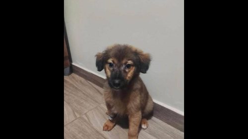 Cachorro Biscoito desapareceu no bairro Cascavel Velho