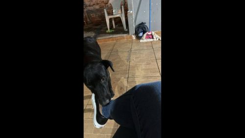 Cachorro Negão desapareceu no bairro Colonial