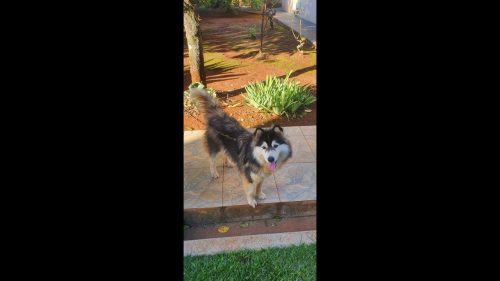 Cachorro é encontrado no bairro Neva