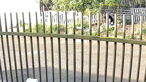 Câmera flagra homem defecando em calçada e moradores ficam revoltados Câmera flagra homem defecando em calçada e moradores ficam revoltados