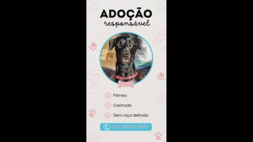 Cachorra é encontrada no bairro Parque São Paulo