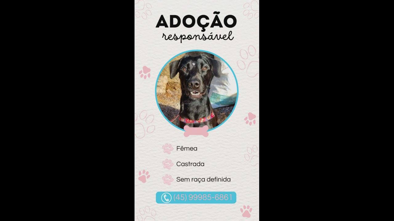 Cachorra é encontrada no bairro Parque São Paulo Cachorra é encontrada no bairro Parque São Paulo