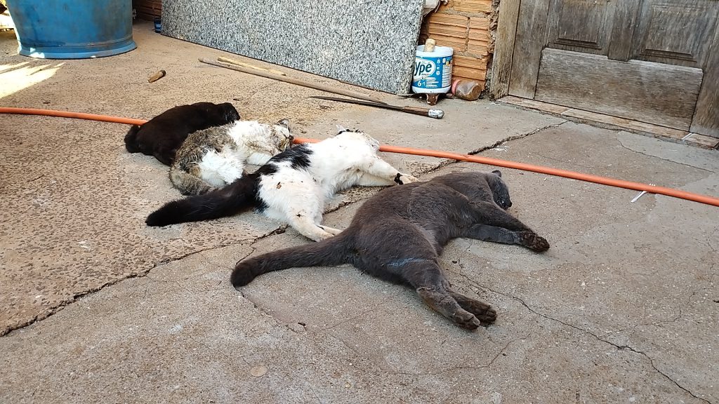 Absurdo! Quatro gatos morrem envenenados no Bairro Santa Cruz