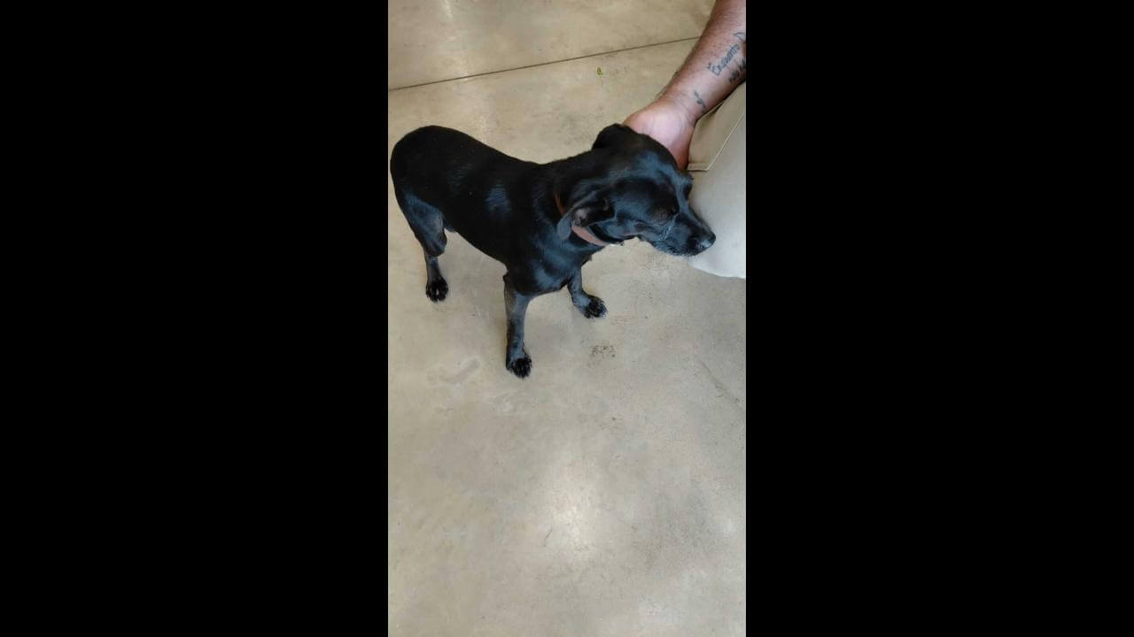 Cachorro é encontrado no bairro Pacaembu Cachorro é encontrado no bairro Pacaembu