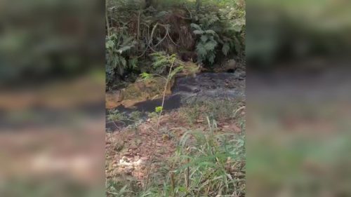Moradora denuncia despejo de esgoto no Rio Quati em Cascavel