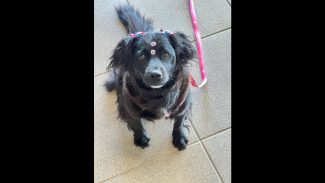 Imagem referente a Cachorra Nega ou Neguinha desapareceu no bairro Santos Dumont
