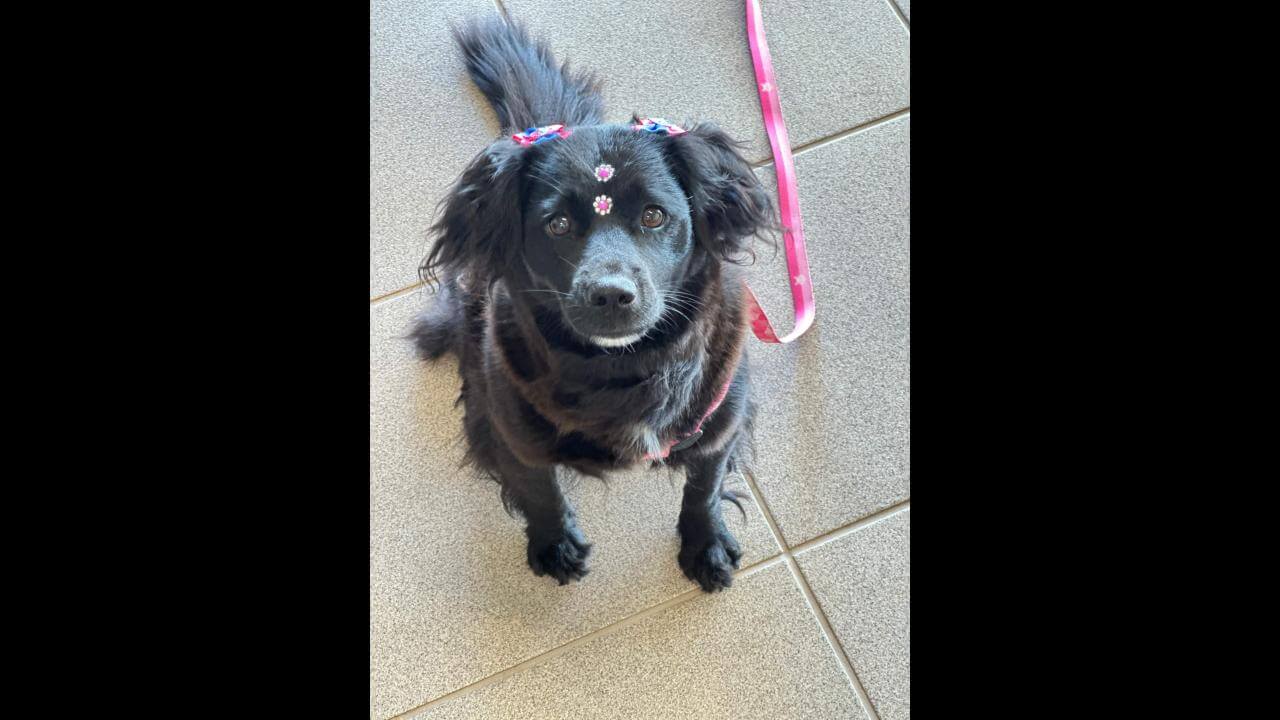 Cachorra Nega ou Neguinha desapareceu no bairro Santos Dumont