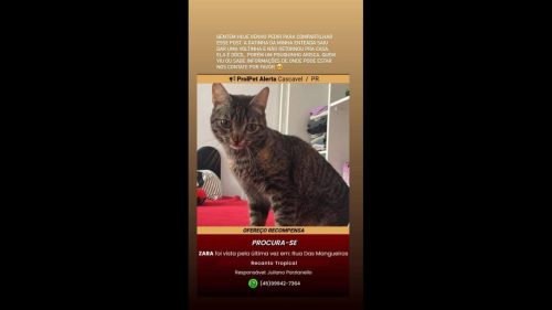 Gata Zara desapareceu no bairro Tropical III