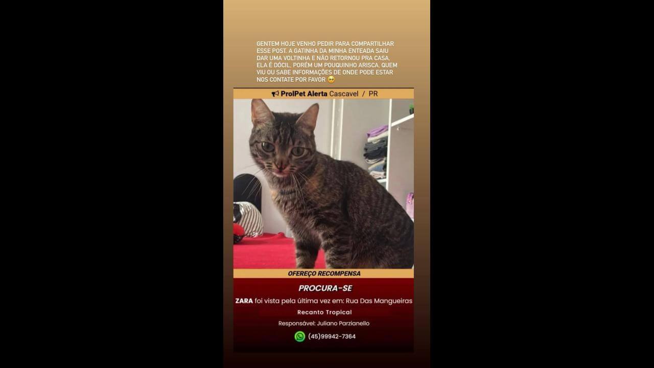 Gata Zara desapareceu no bairro Tropical III
