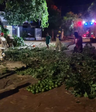 Imagem referente a Abacateiro cai em rua de Cascavel e moradores fazem “força-tarefa” da vitamina