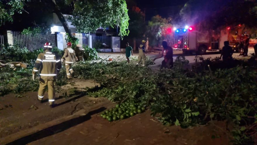 Abacateiro cai em rua de Cascavel e moradores fazem “força-tarefa” da vitamina