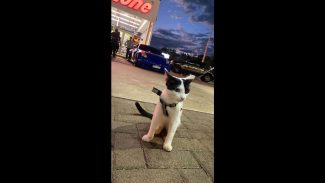 Imagem referente a Gato Lukinha desapareceu no bairro Periolo