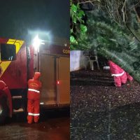 Imagem referente a Árvore de grande porte cai sobre residência e mobiliza bombeiros no Cascavel Velho
