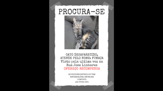Imagem referente a Gato Fumaça desapareceu no bairro Presidente