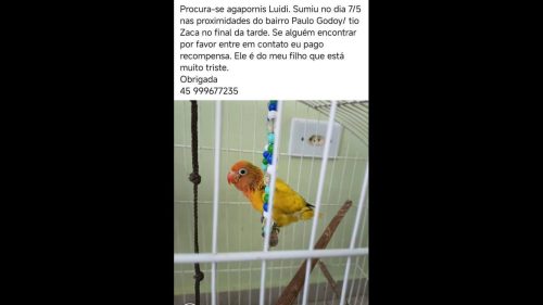 Periquito Agapornis Luidi desapareceu no bairro Santa Cruz