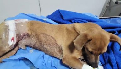 Imagem referente a Cachorrinho 