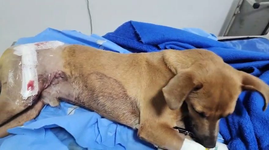 Cachorrinho “Piazinho” sofre atropelamento em Cascavel e precisa de ajuda para pagar cirurgia