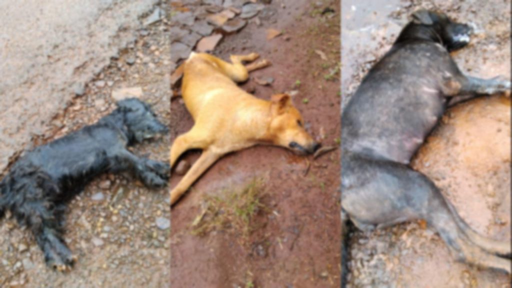 Matança: Internauta denuncia envenenamento e morte de cinco cachorros