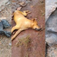 Imagem referente a Matança: Internauta denuncia envenenamento e morte de cinco cachorros