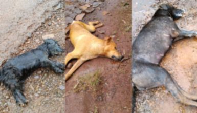 Imagem referente a Matança: Internauta denuncia envenenamento e morte de cinco cachorros