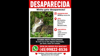 Imagem referente a Gata Berenice desapareceu no bairro Clarito