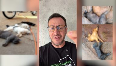Imagem referente a Após morte de 9 animais envenenados, deputado Matheus Laiola cobra “punição exemplar”