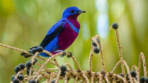 Brasil tem papel estratégico na preservação de aves migratórias
