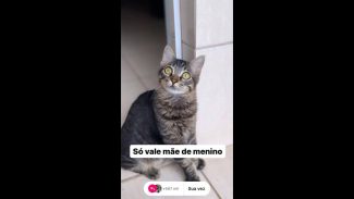 Imagem referente a Gato Fredinho desapareceu no bairro Neva