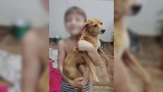 Imagem referente a Cachorrinha Manu desapareceu no bairro Cancelli