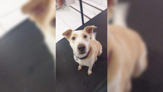Imagem referente a Dona pede ajuda para encontrar cachorrinho Shelby; Ele foi visto perto da Prefeitura