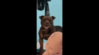Imagem referente a Cachorro Bradock desapareceu no bairro Guarujá