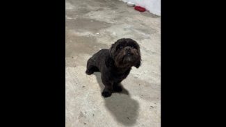 Imagem referente a Cachorro é encontrado no bairro Maria Luiza